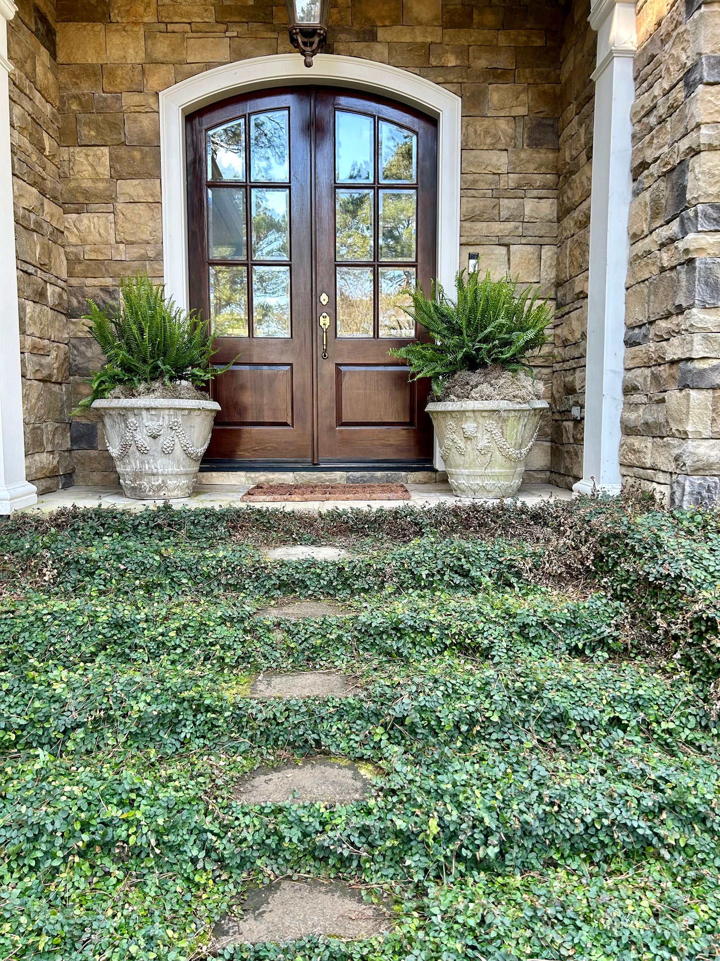 Kimberly Queen Fern