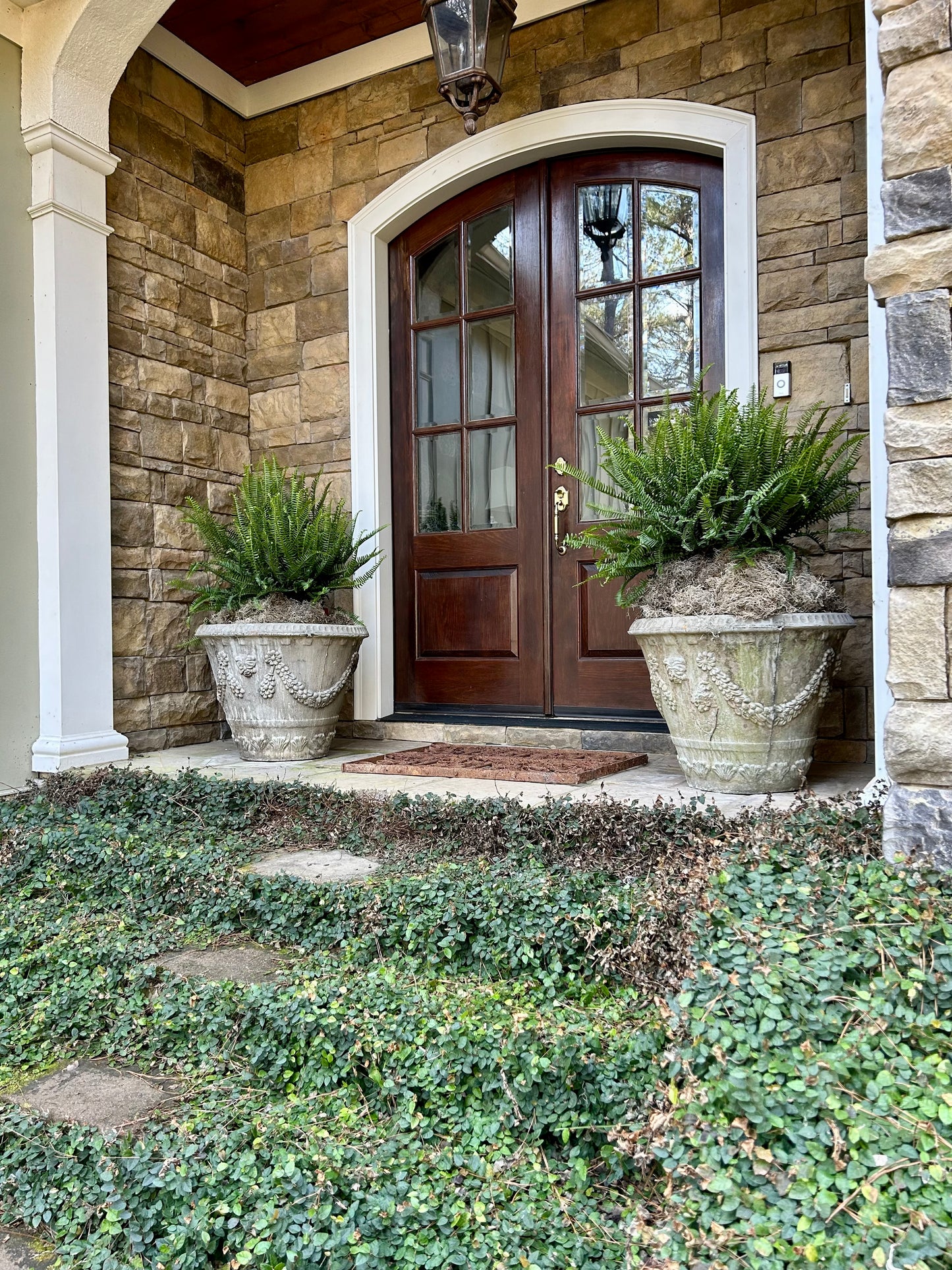 Kimberly Queen Fern