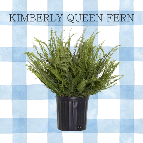 Kimberly Queen Fern