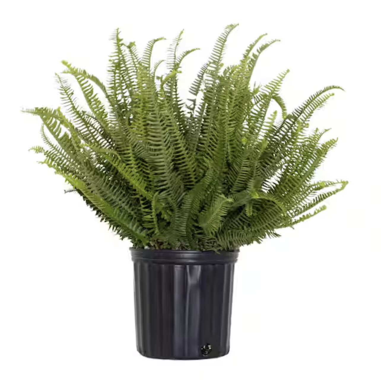 Kimberly Queen Fern