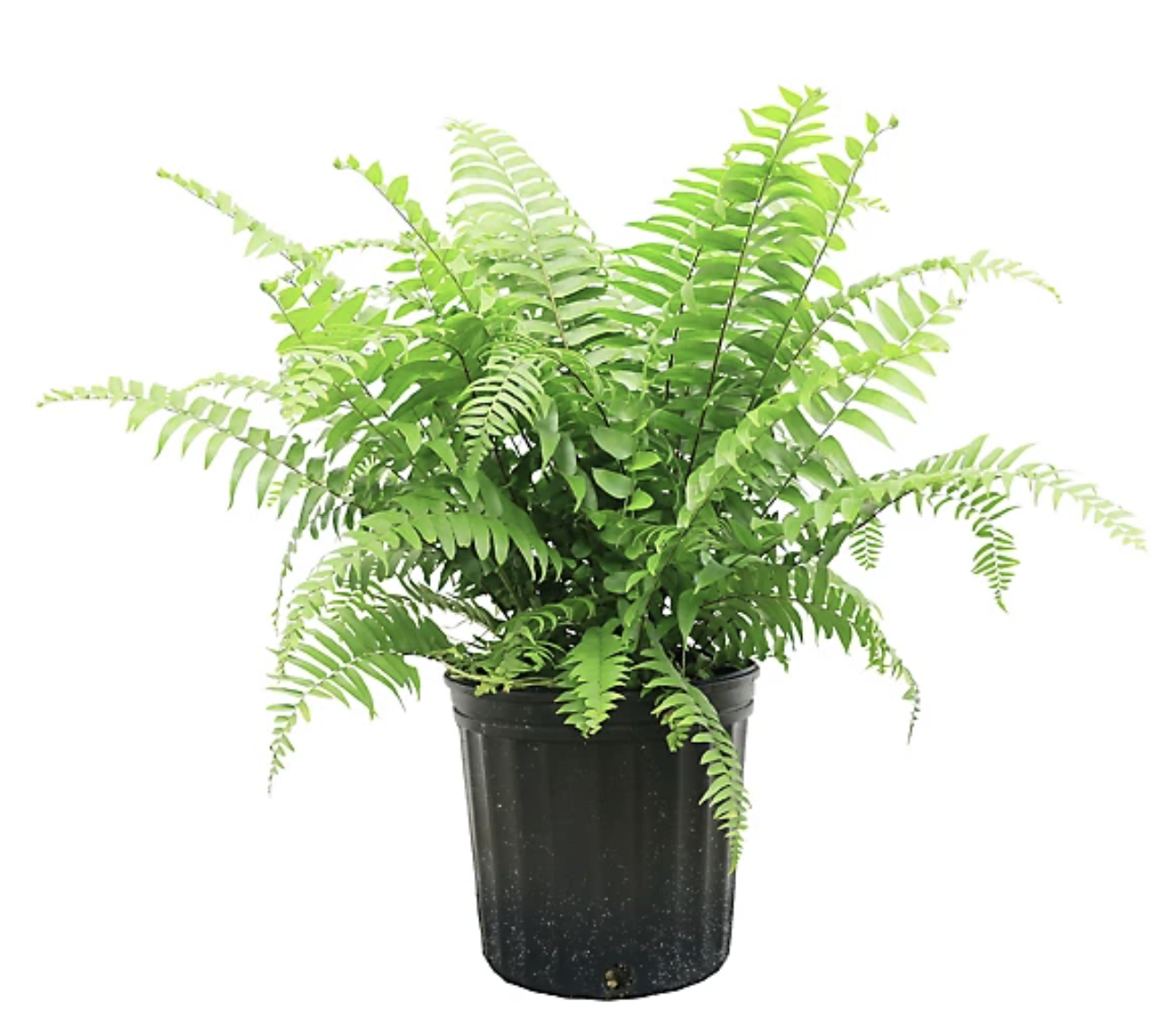 Macho Fern