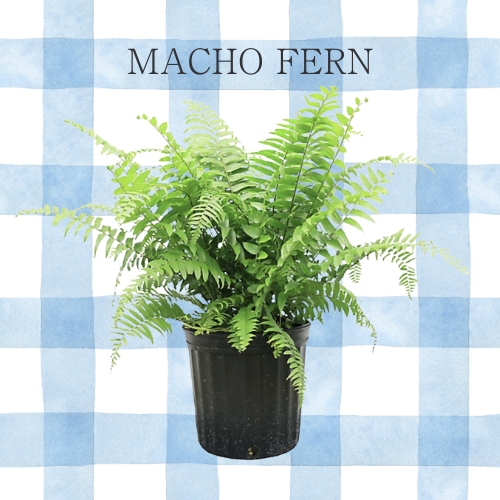 Macho Fern