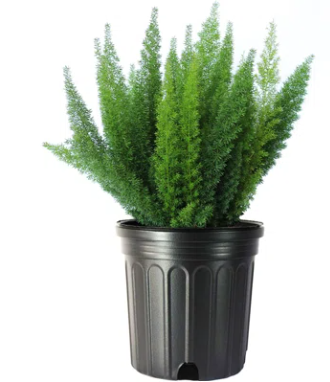 Foxtail Fern