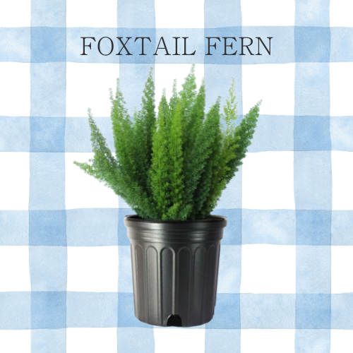Foxtail Fern